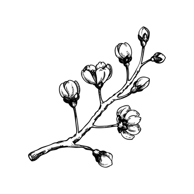 Sakura flower sketch. Cherry blossom vector illustration. Blooming tree branch drawing. Hand-drawn spring design element. NOT AI generated